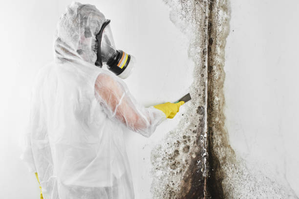 Best Office Mold Removal Services  in Round Lake, IL
