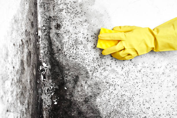 Best Attic Mold Removal  in Round Lake, IL