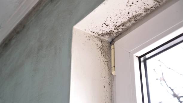 Certified Mold Removal in Round Lake, IL