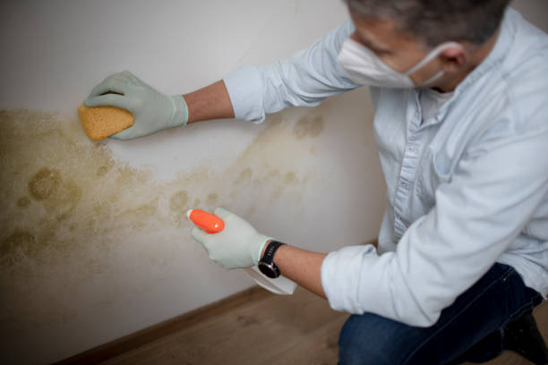 Best Professional Mold Removal  in Round Lake, IL