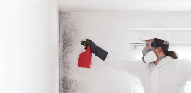 Best Toxic Mold Removal  in Round Lake, IL