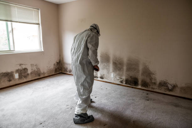 Best Mold Removal Specialists  in Round Lake, IL
