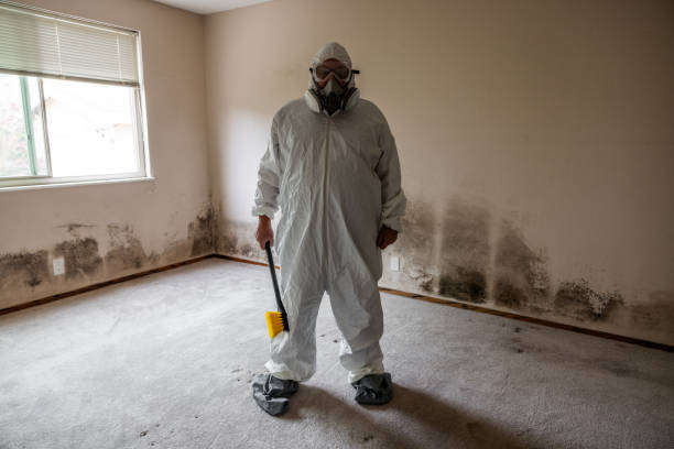 Best Toxic Mold Removal  in Round Lake, IL
